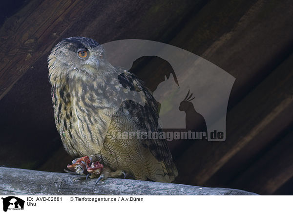 Uhu / eagle owl / AVD-02681