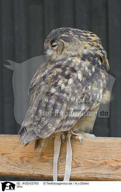 Uhu / eagle owl / AVD-02783
