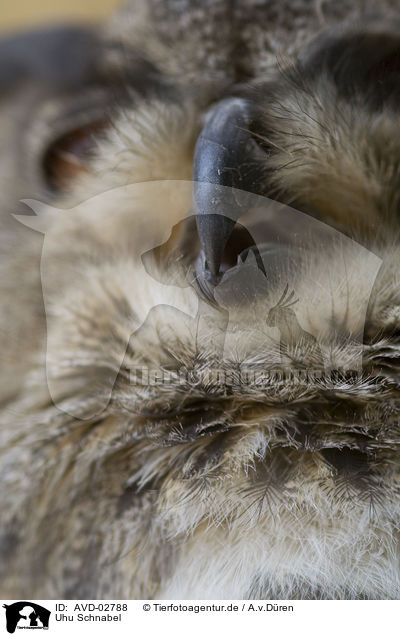 Uhu Schnabel / AVD-02788