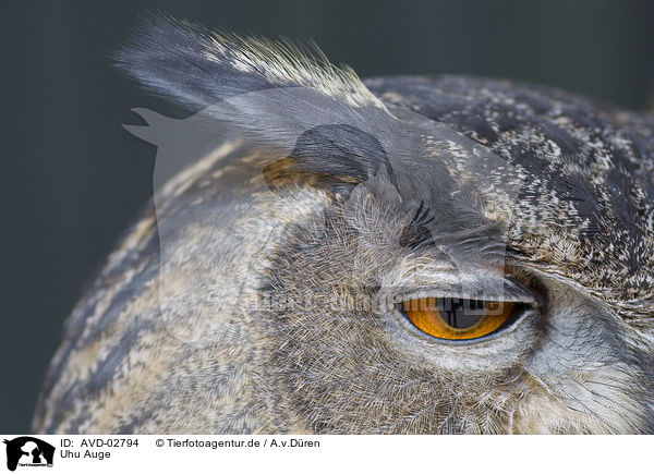 Uhu Auge / AVD-02794