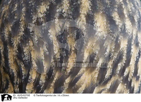 Uhu Gefieder / eagle owl plumage / AVD-02795
