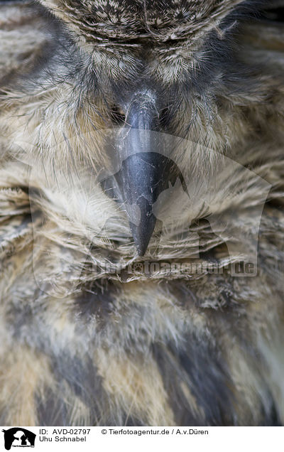 Uhu Schnabel / eagle owl beak / AVD-02797