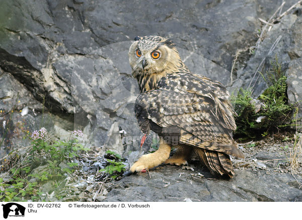 Uhu / Eurasian eagle owl / DV-02762