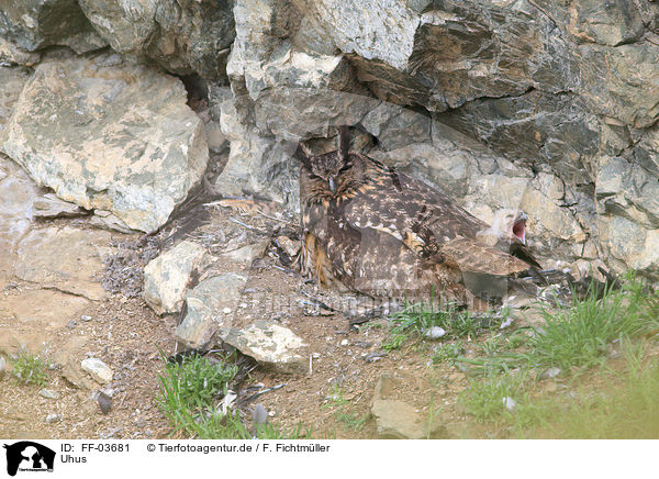 Uhus / eagle owls / FF-03681