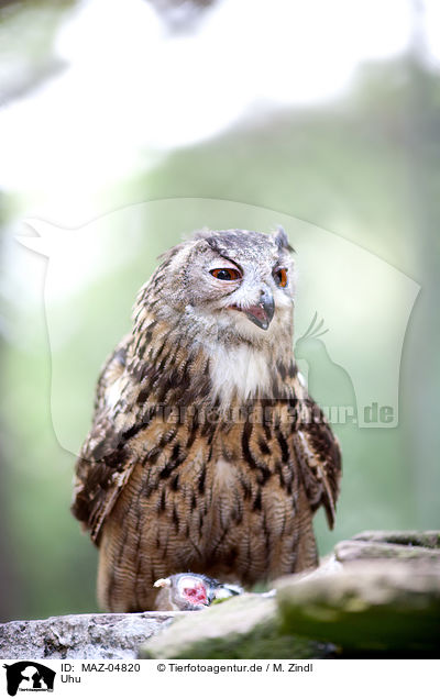 Uhu / Eurasian eagle owl / MAZ-04820