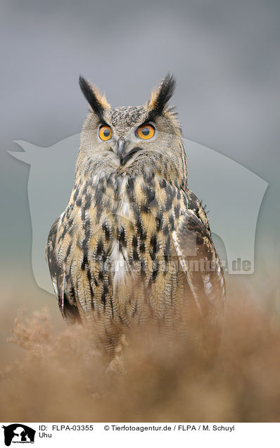 Uhu / Eurasian eagle owl / FLPA-03355