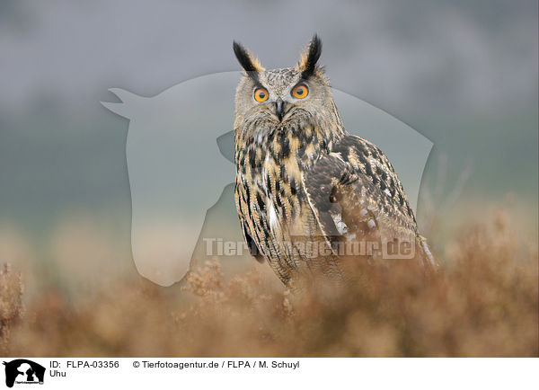 Uhu / Eurasian eagle owl / FLPA-03356