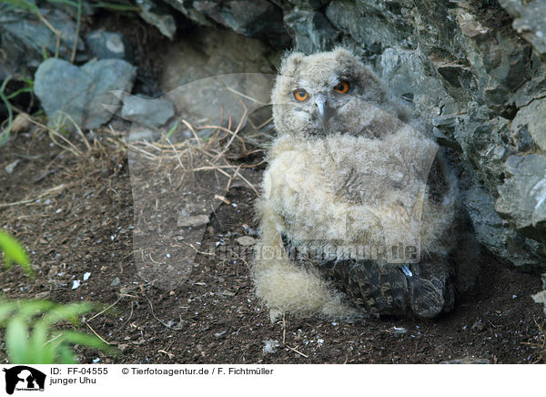 junger Uhu / young Eurasian eagle owl / FF-04555