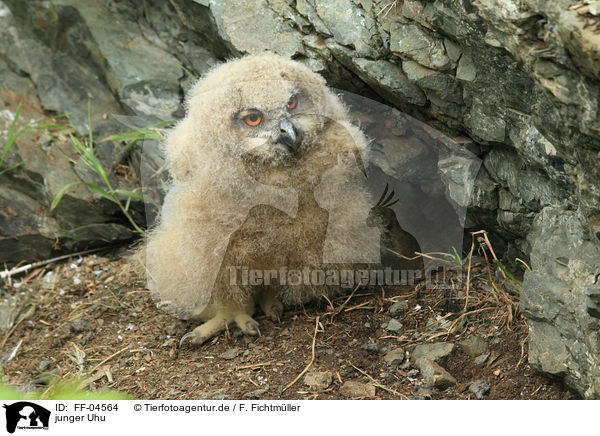 junger Uhu / young Eurasian eagle owl / FF-04564