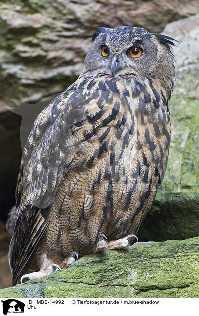 Uhu / Eurasian eagle owl / MBS-14992