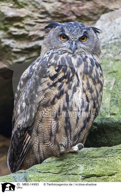 Uhu / Eurasian eagle owl / MBS-14993