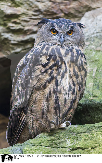 Uhu / MBS-14993