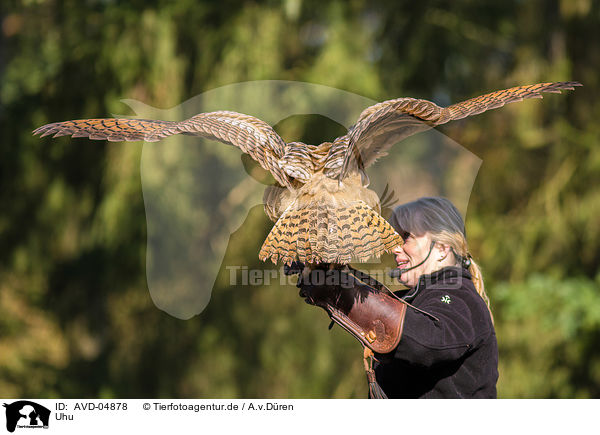 Uhu / Eurasian eagle owl / AVD-04878