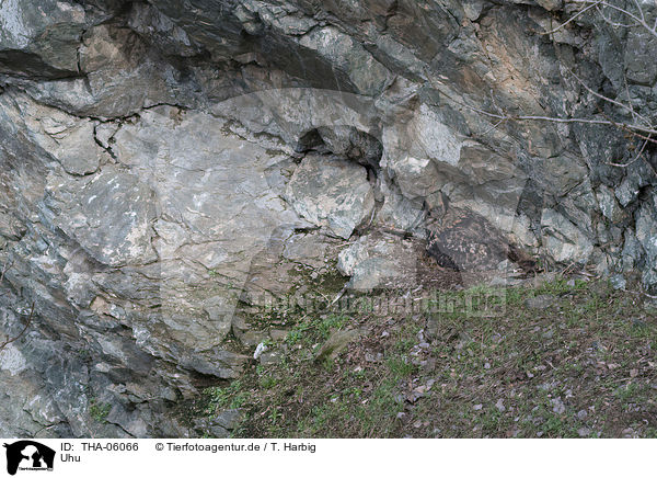 Uhu / eagle owl / THA-06066