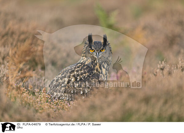 Uhu / FLPA-04679