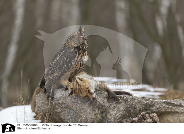 Uhu mit totem Rotfuchs / PW-06086