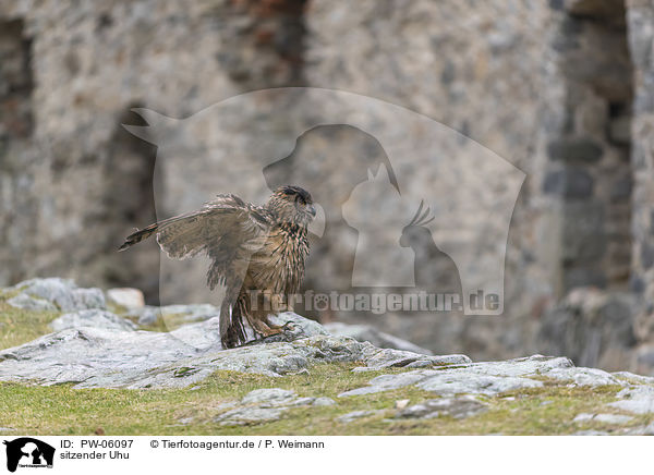 sitzender Uhu / PW-06097