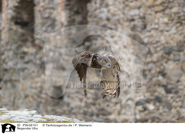fliegender Uhu / PW-06101