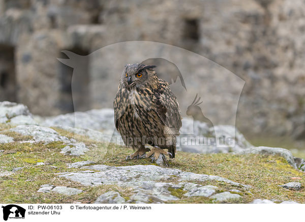 sitzender Uhu / PW-06103
