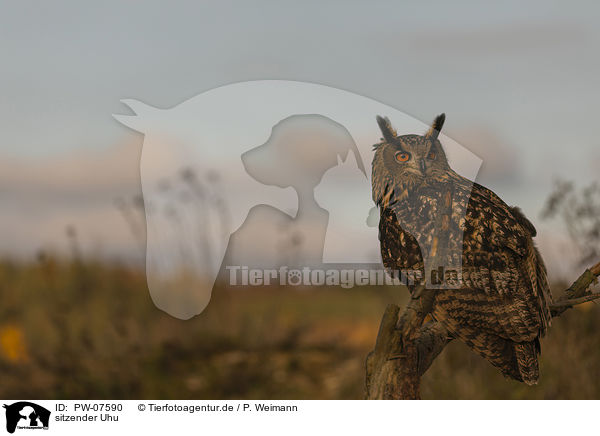 sitzender Uhu / PW-07590