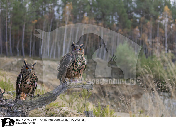 sitzende Uhus / PW-07610