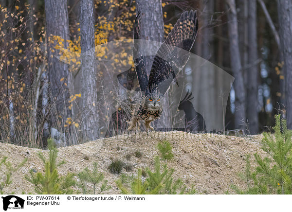 fliegender Uhu / PW-07614