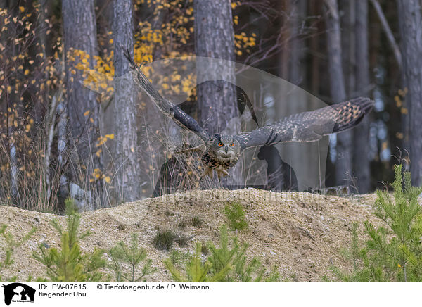 fliegender Uhu / flying Eurasian Eagle Owl / PW-07615