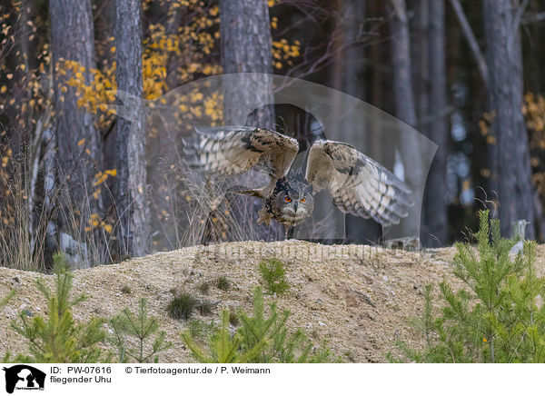 fliegender Uhu / PW-07616