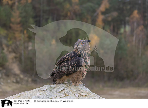 sitzender Uhu / PW-07626