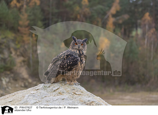 sitzender Uhu / PW-07627
