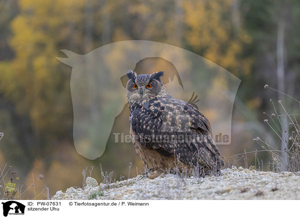 sitzender Uhu / PW-07631