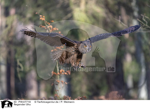 fliegender Uhu / PW-07718