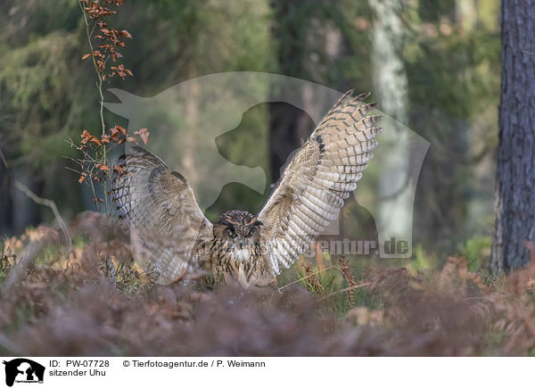 sitzender Uhu / sitting Eurasian Eagle Owl / PW-07728