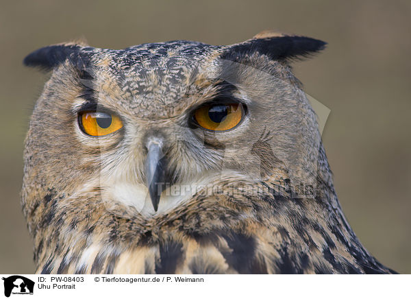 Uhu Portrait / PW-08403