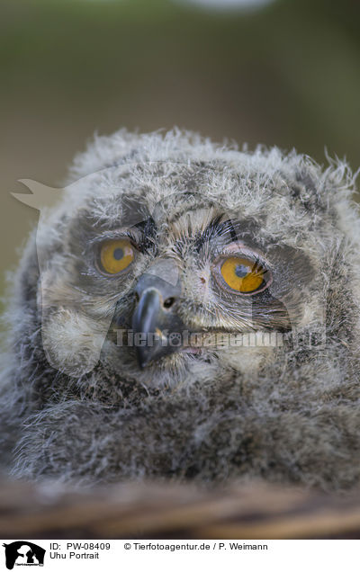 Uhu Portrait / PW-08409
