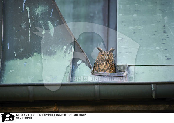 Uhu Portrait / Eurasian Eagle Owl portrait / JR-04767
