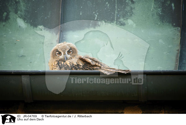 Uhu auf dem Dach / Eurasian Eagle Owl on the roof / JR-04769