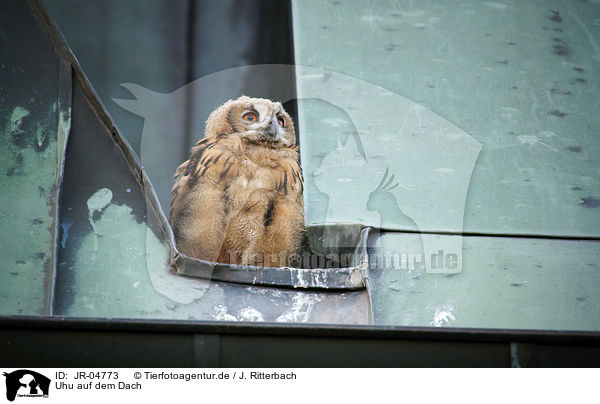 Uhu auf dem Dach / Eurasian Eagle Owl on the roof / JR-04773