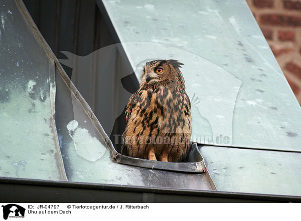 Uhu auf dem Dach / Eurasian Eagle Owl on the roof / JR-04797