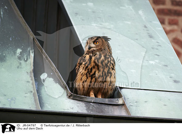 Uhu auf dem Dach / JR-04797