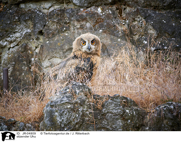 sitzender Uhu / JR-04809