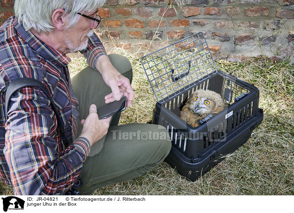 junger Uhu in der Box / young Eurasian Eagle Owl in the box / JR-04821