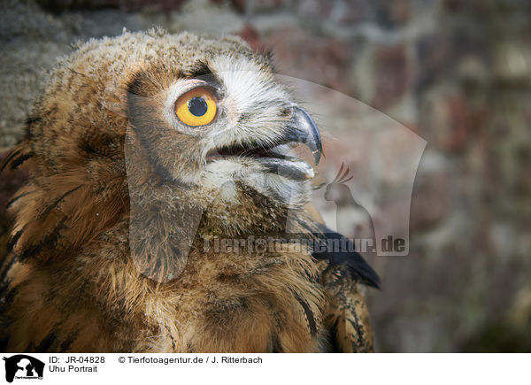 Uhu Portrait / Eurasian Eagle Owl portrait / JR-04828