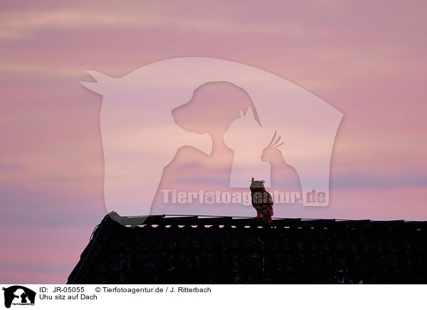 Uhu sitz auf Dach / eagle owl sits on roof / JR-05055