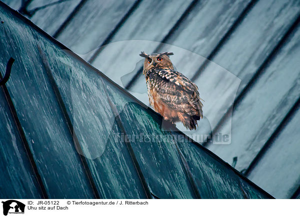 Uhu sitz auf Dach / eagle owl sits on roof / JR-05122
