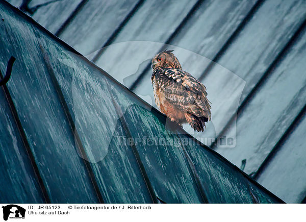 Uhu sitz auf Dach / eagle owl sits on roof / JR-05123