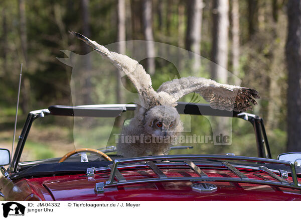 junger Uhu / young eagle owl / JM-04332