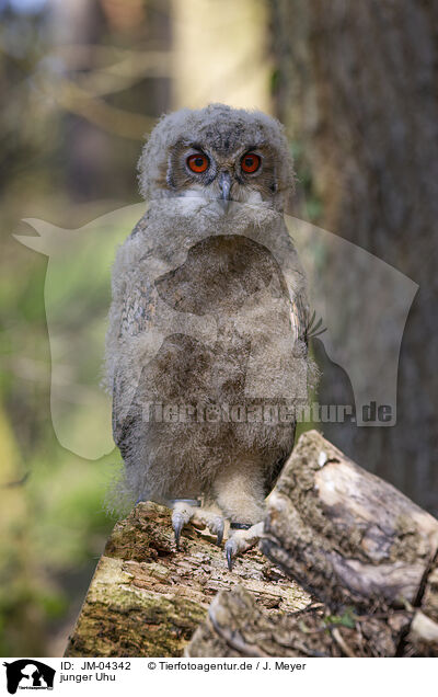 junger Uhu / young eagle owl / JM-04342