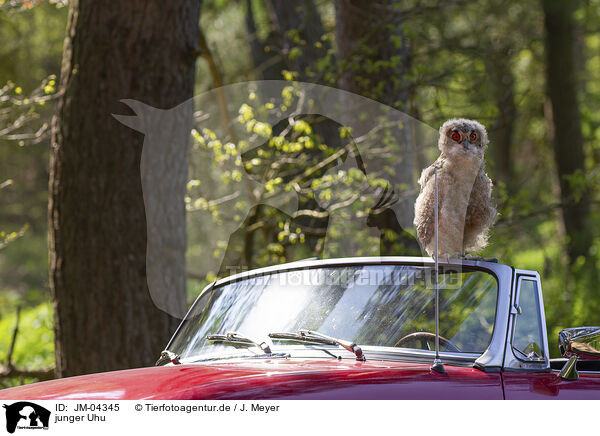 junger Uhu / young eagle owl / JM-04345