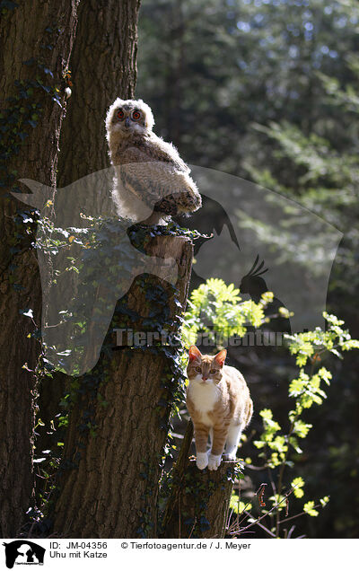 Uhu mit Katze / eagle owl with cat / JM-04356
